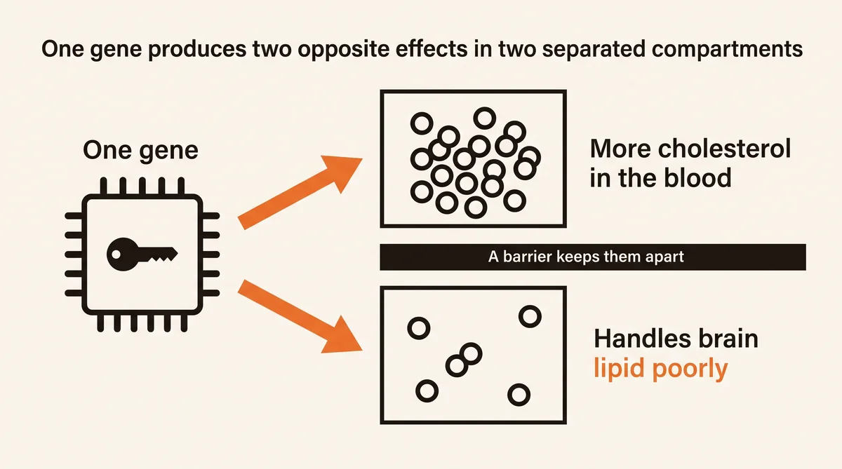 One gene producing two opposite effects in two compartments the blood-brain barrier keeps apart: more cholesterol in the blood, and its own brain lipid handled poorly.