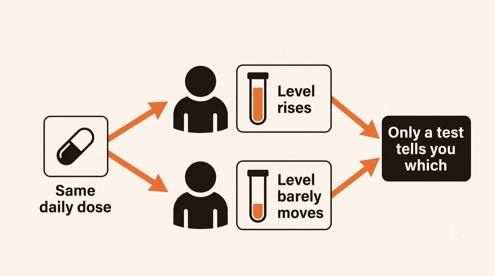 A fork: one identical daily dose leads to two different results, a blood level that rises substantially in one person and barely moves in another, with the conclusion that only a test distinguishes them.