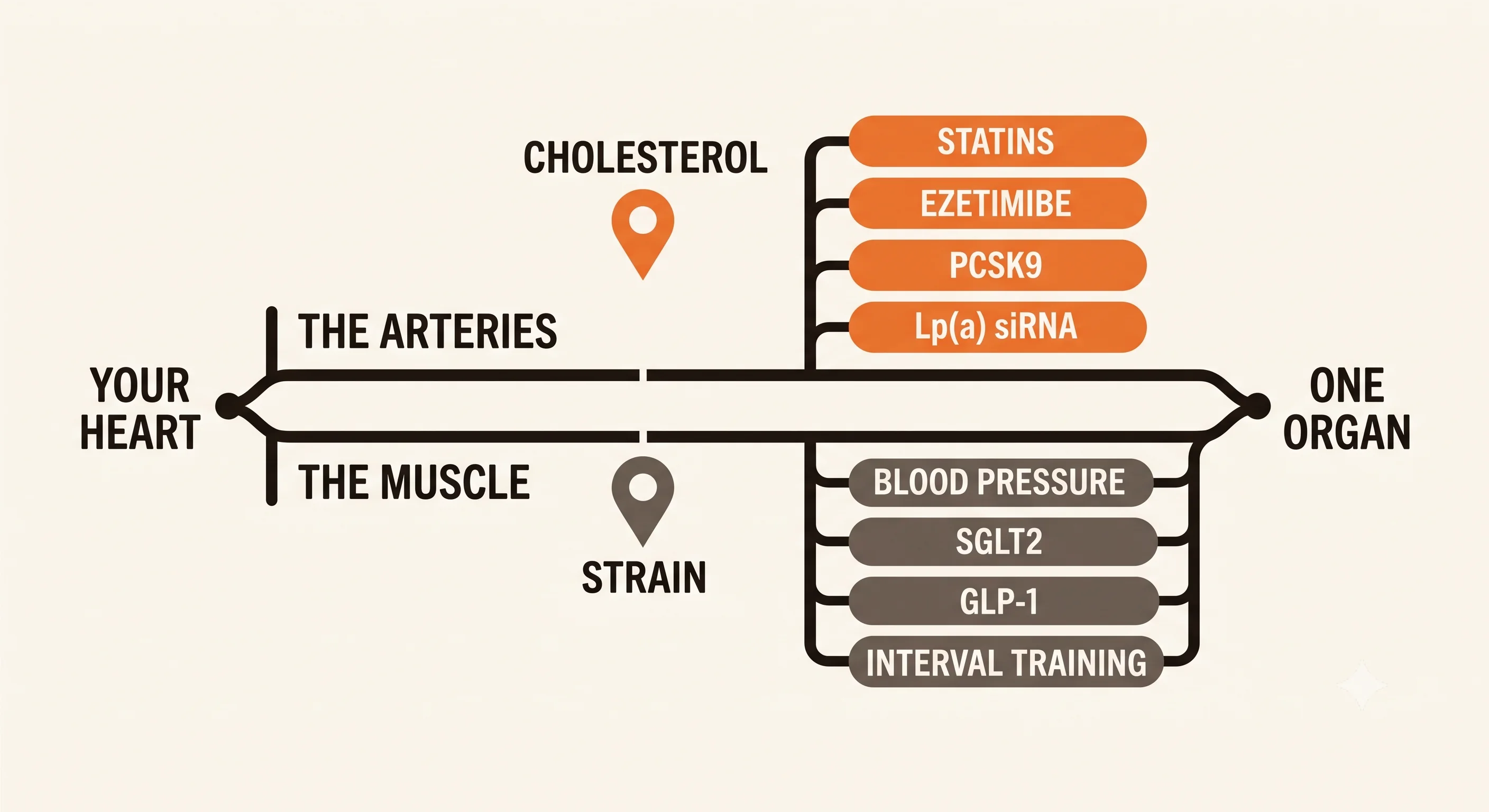 Two parallel lanes running from a chip labelled your heart. The upper lane, the arteries, carries a marker for cholesterol and a stack of four treatment options. The lower lane, the muscle, carries a marker for strain and its own stack of four options. Both converge on one organ.